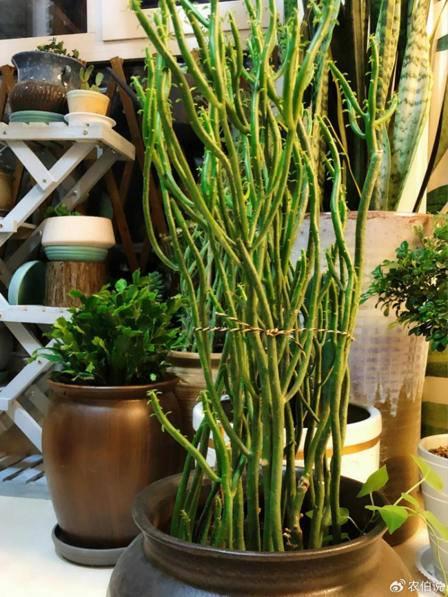 北京一爷爷一棵多肉养9年，网友：成精了，长成飞扬跋扈的样子