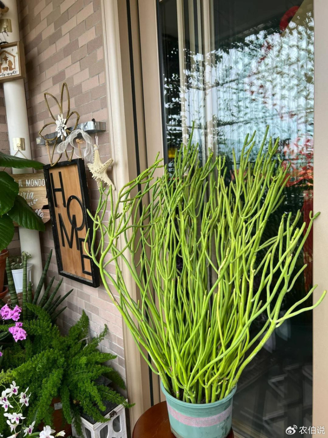 北京一爷爷一棵多肉养9年，网友：成精了，长成飞扬跋扈的样子