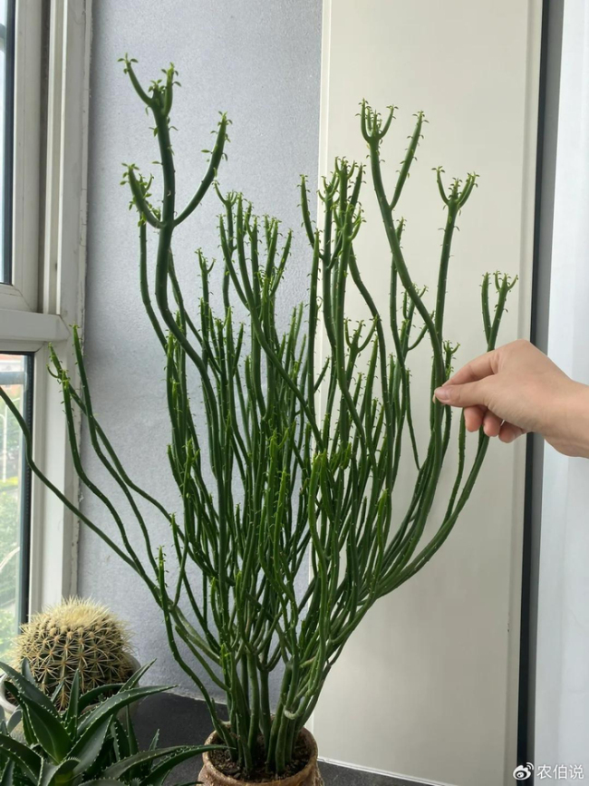 北京一爷爷一棵多肉养9年，网友：成精了，长成飞扬跋扈的样子