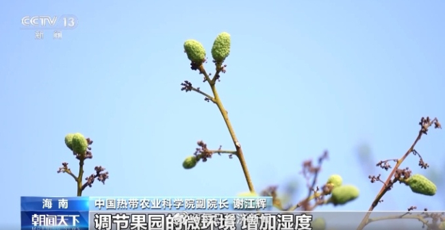 海南高温已影响荔枝香蕉孕育