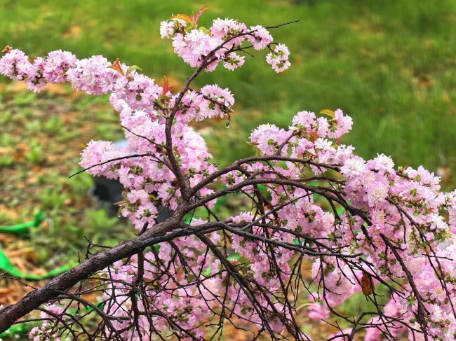 北京细雨轻轻洒落,你可曾雨中赏花漫步? 京城春雨添新韵