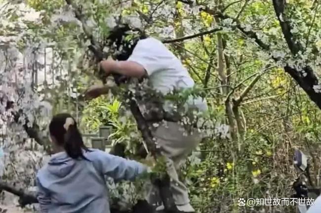 20年才能长成的树几秒钟就毁了 女子拍照致樱花树倒伏