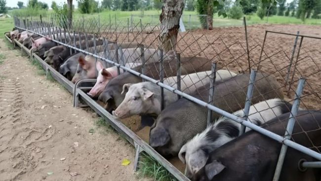 十万头猪拱进沙漠治沙真成了 改造风光显见效