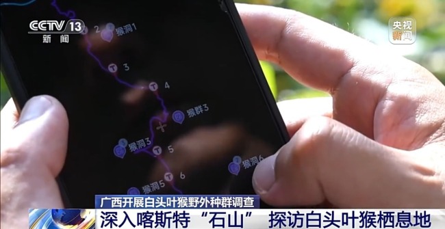 探访白头叶猴栖息地 “猴丁兴旺”保护见成效
