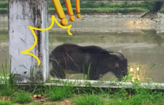 神奇动物又出没！网友在深圳河滨偶遇野山羊