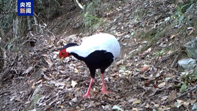 安徽石台5只珍稀鸟类被成功放归