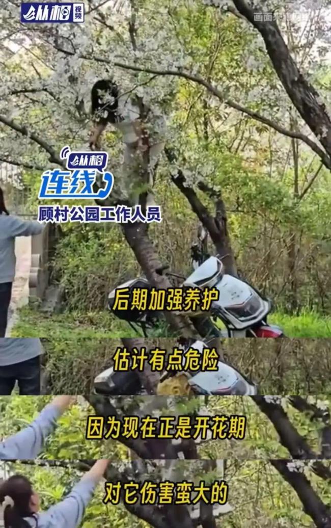 女子为拍照压垮樱花树 园方回应 当事人已认错并愿赔偿