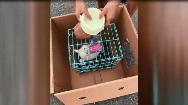 铺张者网购维权不错告状谁 典型案例明白