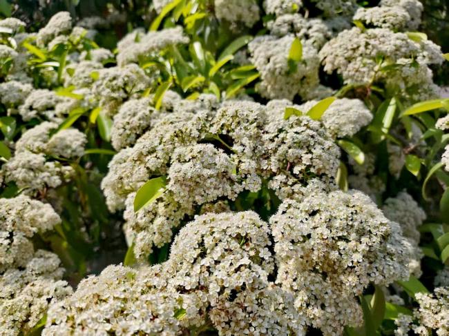 被嫌难闻的石楠花生态价值远超思象