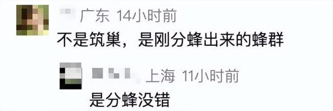 男子忘关车窗15分钟 回来时傻眼 车内惊现蜂巢