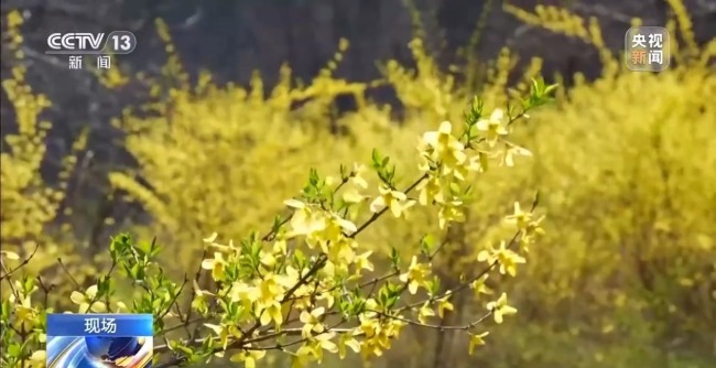 有“颜”又有“值” 朵朵春花点亮乡村致富路