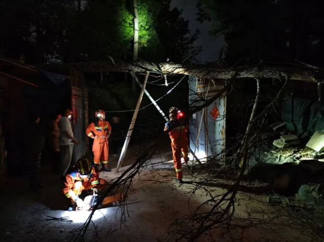 强对流天气致20米枯树倾倒 大风考验城市应急响应