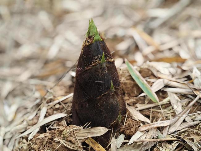 浙江海盐的山毛笋今年格外“金贵” 春日鲜味受追捧