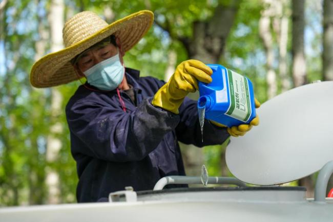 飞絮又起，治理如何“对症下药”？