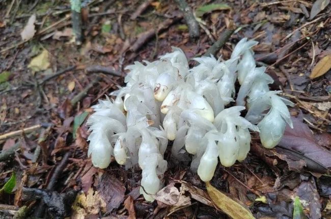 湖南一山上发现“冥界之花”