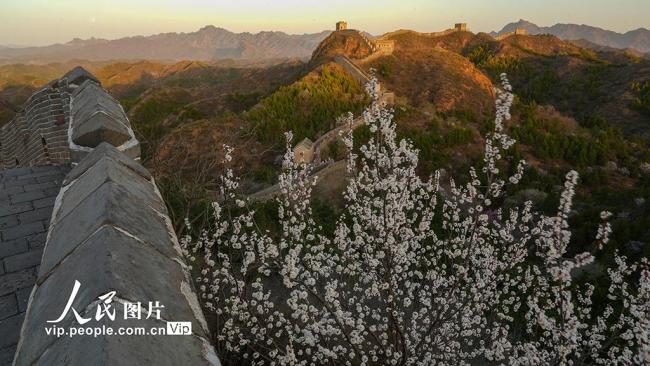 河北滦平：春日金山岭长城美如画卷