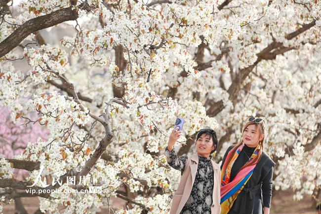 甘肃皋兰：万亩梨花绽放 农旅兴旺促振兴