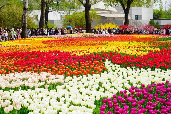 北京：郁金香迎来盛花期