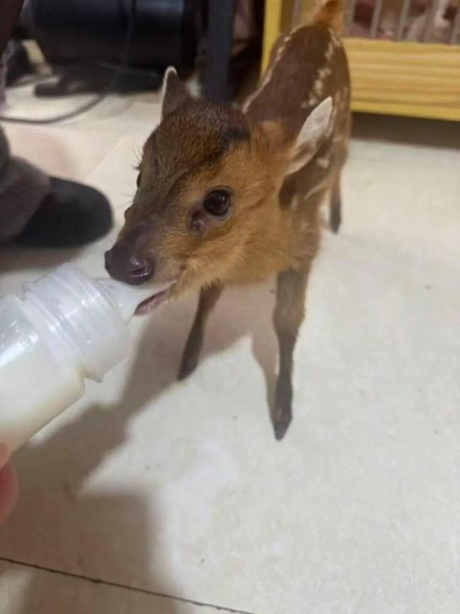 群众捡到“小鹿”竟是保护动物 小麂获救记