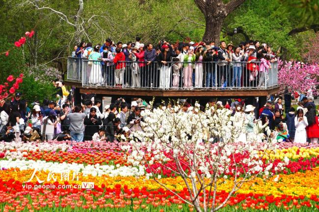 北京：郁金香迎来盛花期