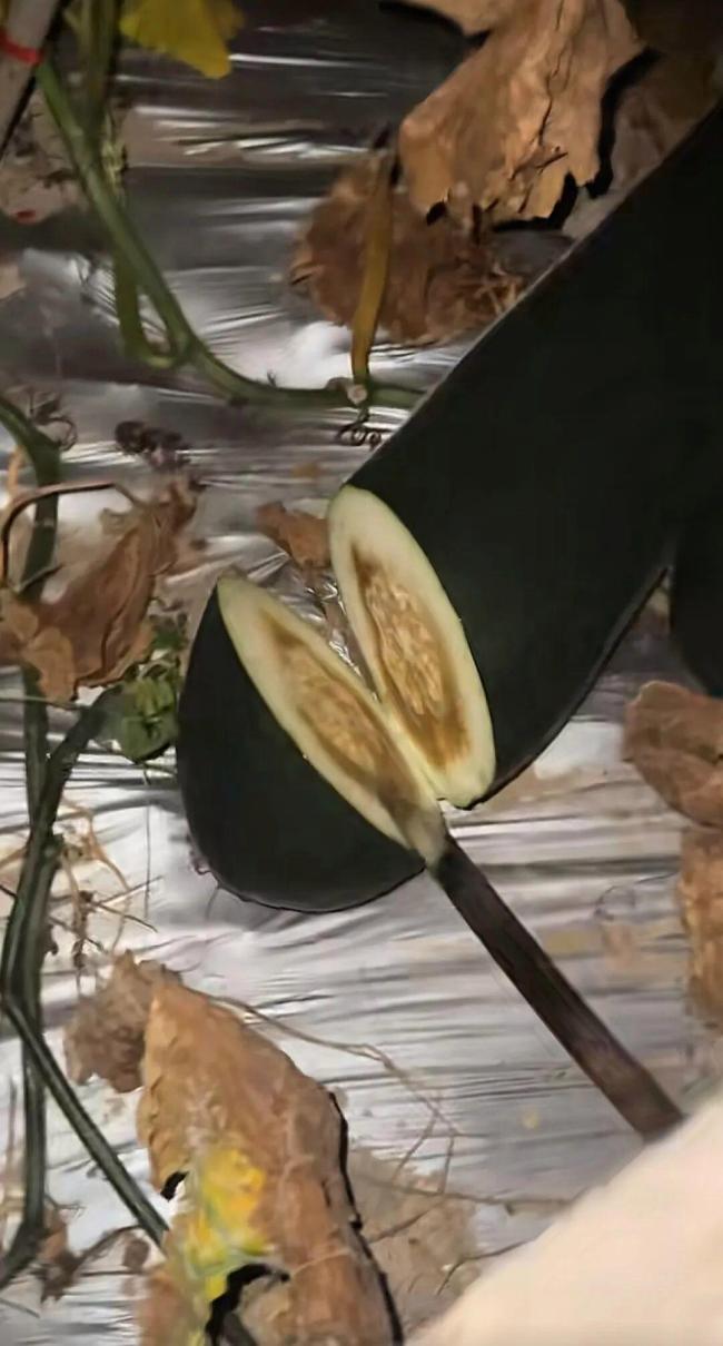 “只有砍错,没有放过”!男子听声辩瓜失误被调侃错杀好瓜