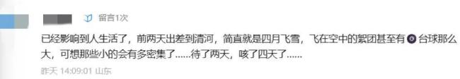 北京苦杨柳絮久矣 真正该砍的是什么 无效治理与信息壁垒