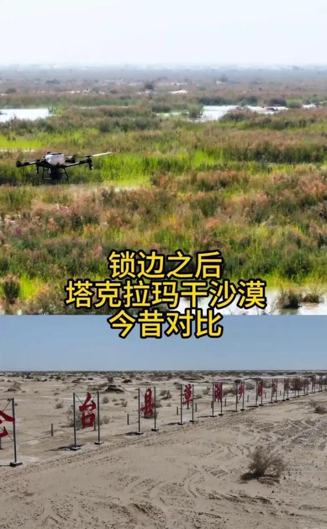 男子在塔克拉玛干沙漠种上了绿植