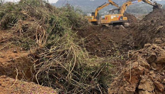 百亩苗圃被毁镇政府被判违法 强制清除程序违法