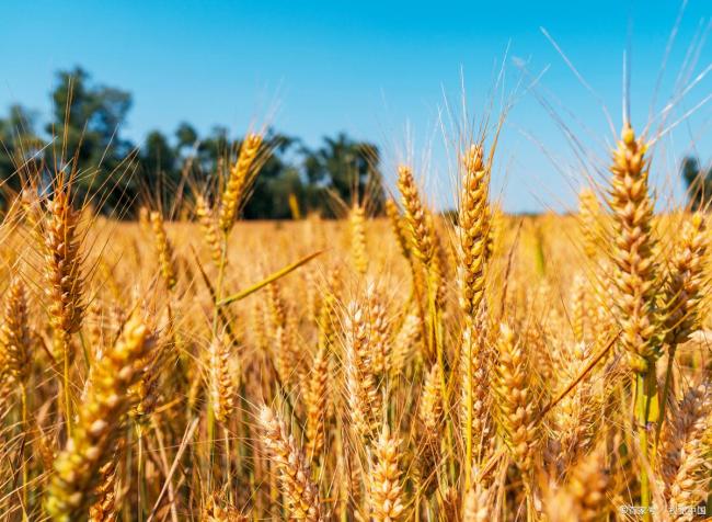 小麦涨涨涨！有2个好消息！两大利好支撑后市！