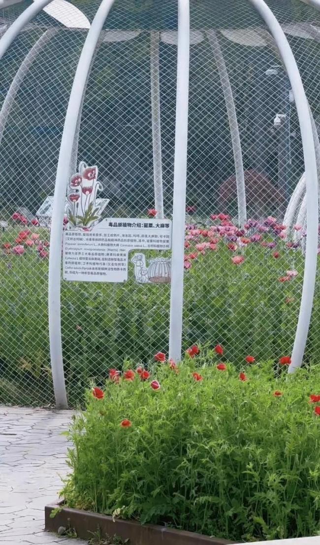 武汉植物园现罂粟花 园方：用于科普 合规种植引关注