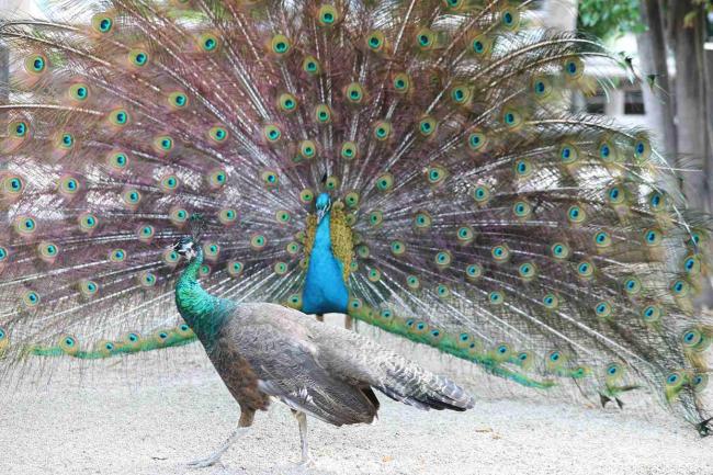 郑州动物园百只孔雀齐开屏 春日限定美景