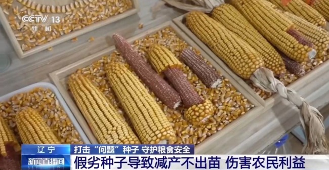 買便宜種子導(dǎo)致減產(chǎn)甚至絕收 警惕“假劣種子”