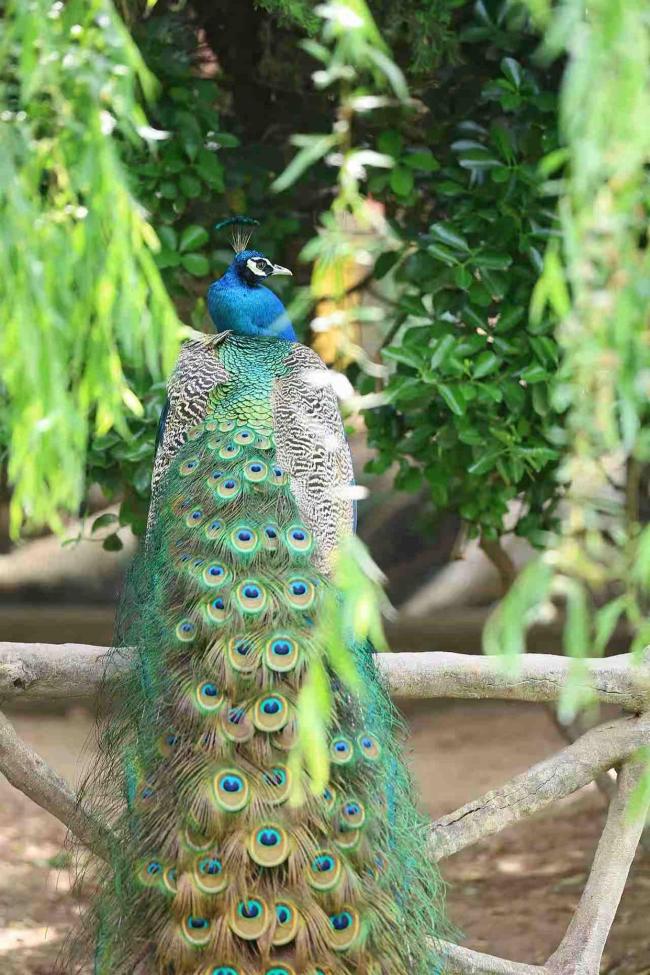 郑州动物园百只孔雀齐开屏 春日限定美景