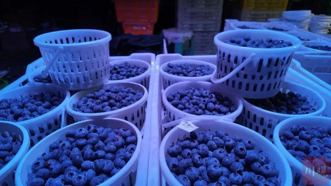 蓝莓价格卷疯了 价格几乎“腰斩”