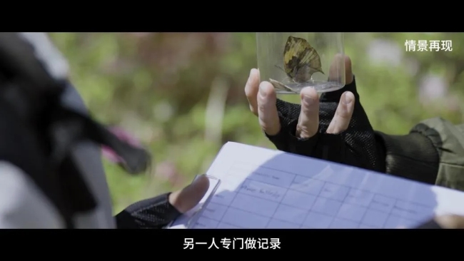 外籍人员境内违规捕蝶被识破 警惕生物资源外流