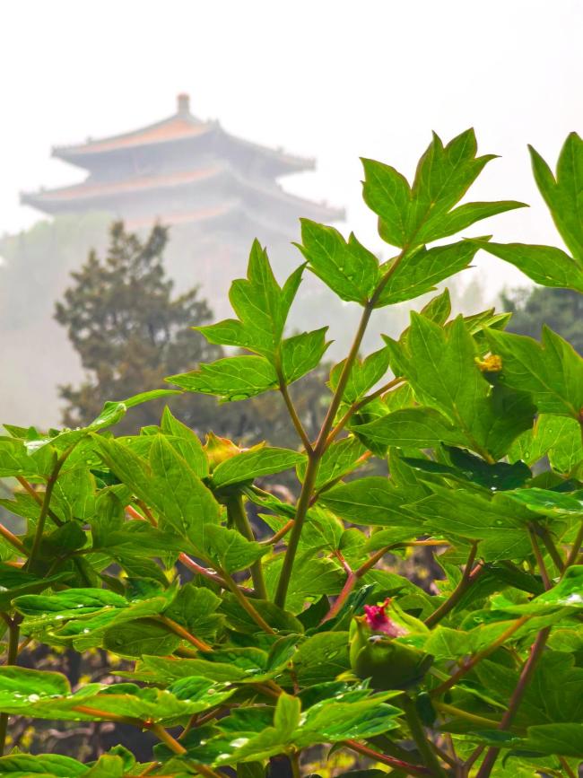谷雨近,牡丹开!景山公园藏着最娇羞的春日告白 姚猛带你赏花