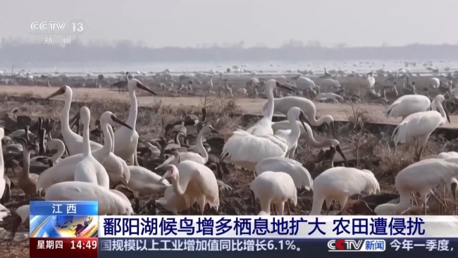 设“候鸟食堂” 人鸟共处鄱阳湖有新解法