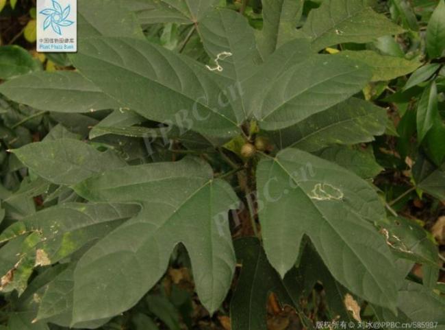 “莫氏鸡煲”复刻警惕断肠草 别误采有毒植物