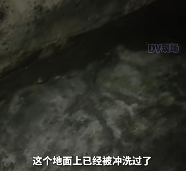 居民喂流浪猫致小区臭气熏天 记者探访现场“yue”个不停