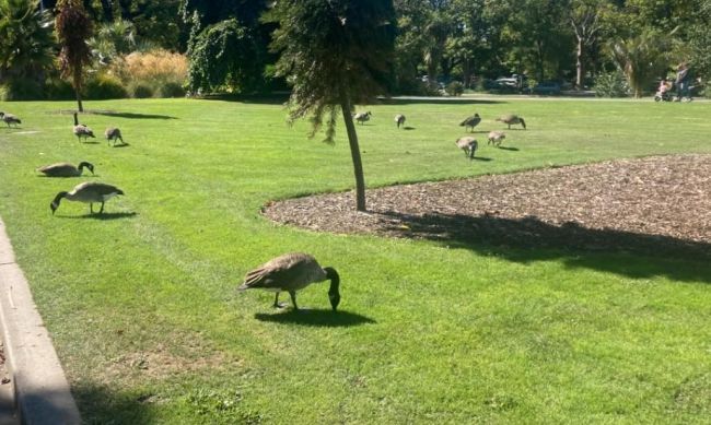 加拿大鹅快把新西兰人逼疯了 大鹅泛滥成灾