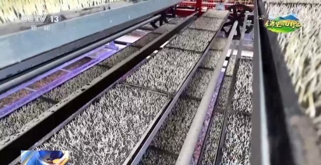 机器播种 “智慧春耕”正在进行中