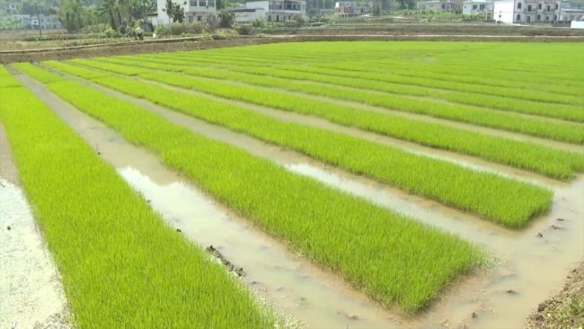 春耕沃野 消费焕新 活力中国向新行