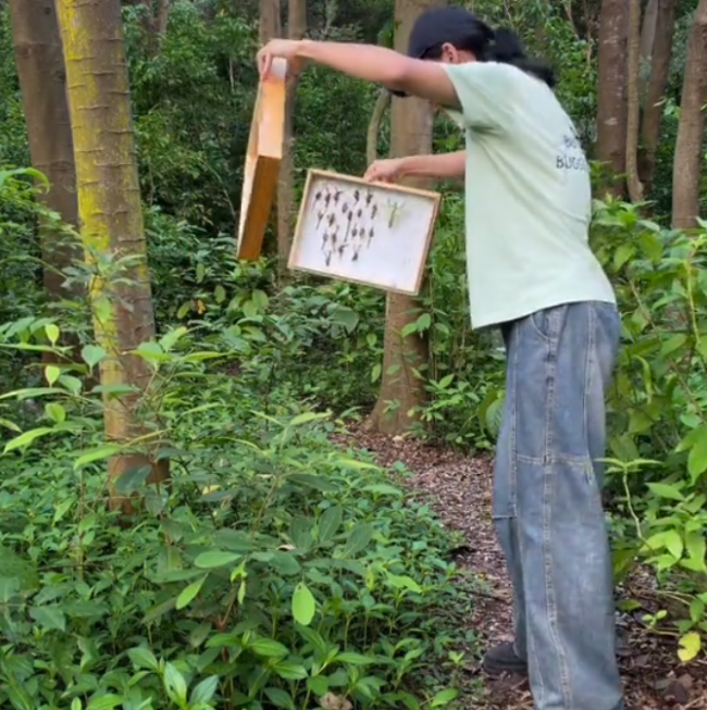 买一送N 蟑螂标本孵出无数小蟑螂 螳螂卵鞘未灭活意外孵化