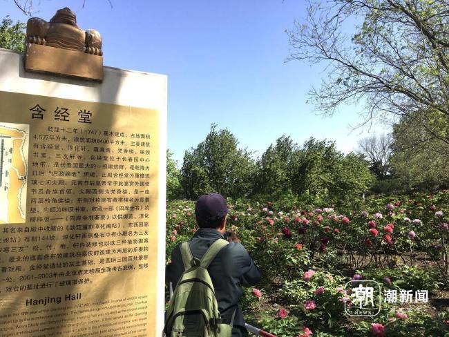 谷雨赏牡丹，圆明园推出两条特色赏花路线 国色芳华尽绽放