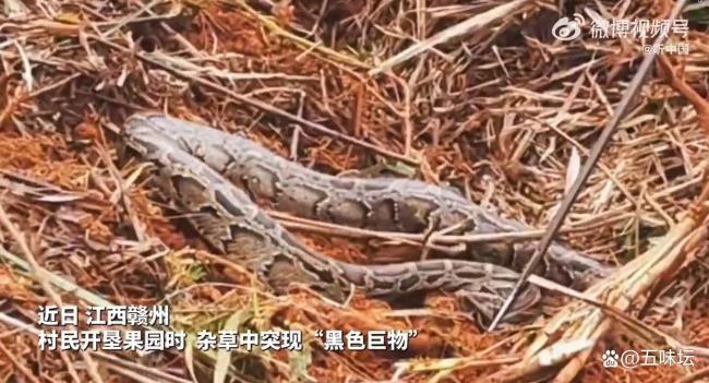 村民在草丛发现蟒蛇消防捕获