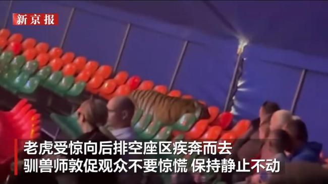 俄罗斯一马戏团老虎跃过围栏冲进观众席 安全网坍塌惊魂一刻