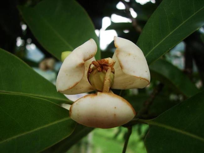 探秘贵州喀斯特地貌上的万物生 生态奇迹绘绿意