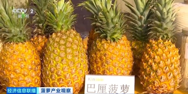 “菠蘿的海”豐收了 全國三分之一的菠蘿來自這里