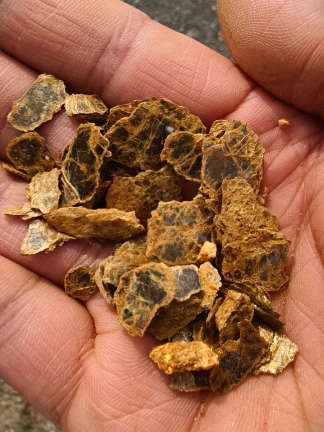 官方回应男童疑发现金矿：有可能 8岁男童上山挖野菜疑似发现金矿