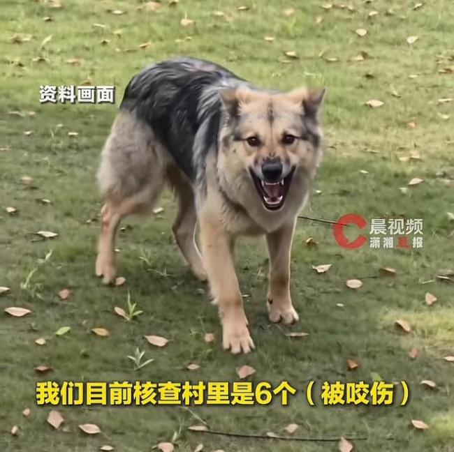 杭州一恶犬无差别咬人 7人受伤引发恐慌